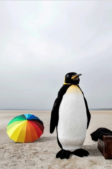 SARI LEKELİ PENGUEN